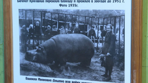 Спасение бегемотихи и другие героические истории: Ленинградский зоопарк подготовил специальную экскурсию о работе в годы блокады