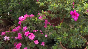 Азалии зацвели в Ботаническом саду