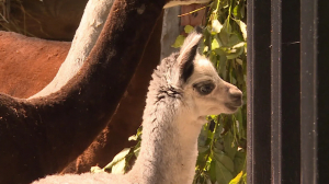 Малыши из Ленинградского зоопарка
