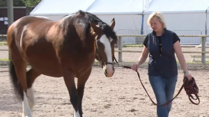 Самые красивые лошади: Петербург готовится к открытию XXII международной конной выставки «Иппосфера»