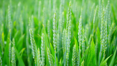 Ученый СПбГУ: пшеница и пырей могут очистить почву от токсичных металлов