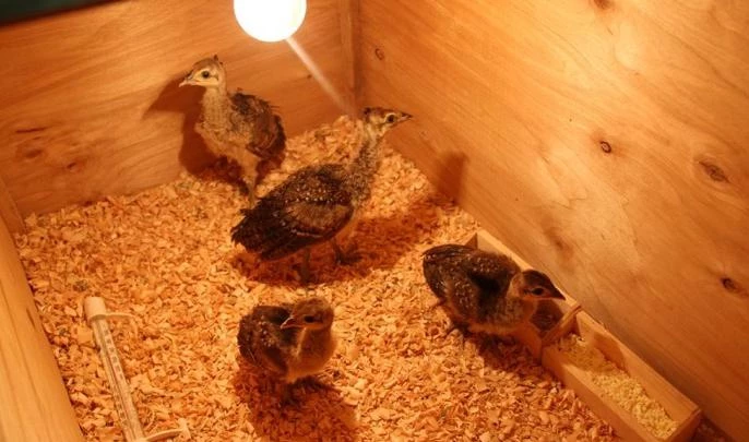 В колонии Петербурга вылупились птенцы павлина - tvspb.ru