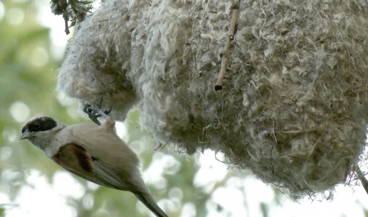 В Петербурге на деревьях появились гнезда-«варежки» - tvspb.ru