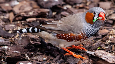 Певчие птицы способны запомнить голоса до 52 сородичей