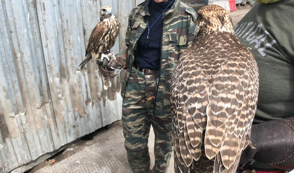 В Петербурге ловчие птицы охраняют пункт перегруза отходов от крыс и чаек - tvspb.ru