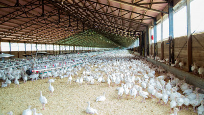 Птицефабрика в Ленобласти оказалась под угрозой закрытия из-за снижения объемов производства