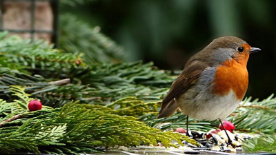 Петербуржец разработал приложение для распознавания голосов птиц