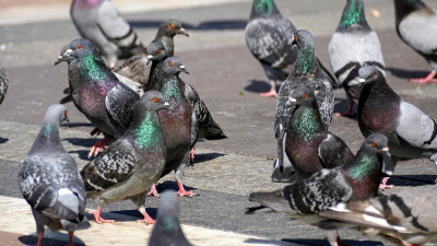 Волонтеры подсчитали, что в Петербурге обитают более 6 тысяч птиц