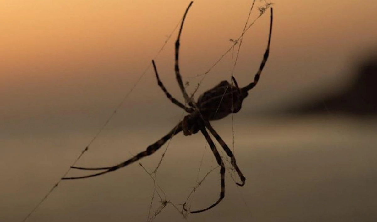 Петербургский биолог рассказал о встрече с самым крупным пауком юга России - tvspb.ru