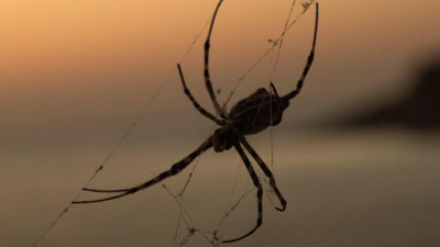 Петербургский биолог рассказал о встрече с самым крупным пауком юга России