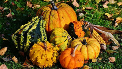 Россельхознадзор разрешил ввоз в Россию овощей из Турции