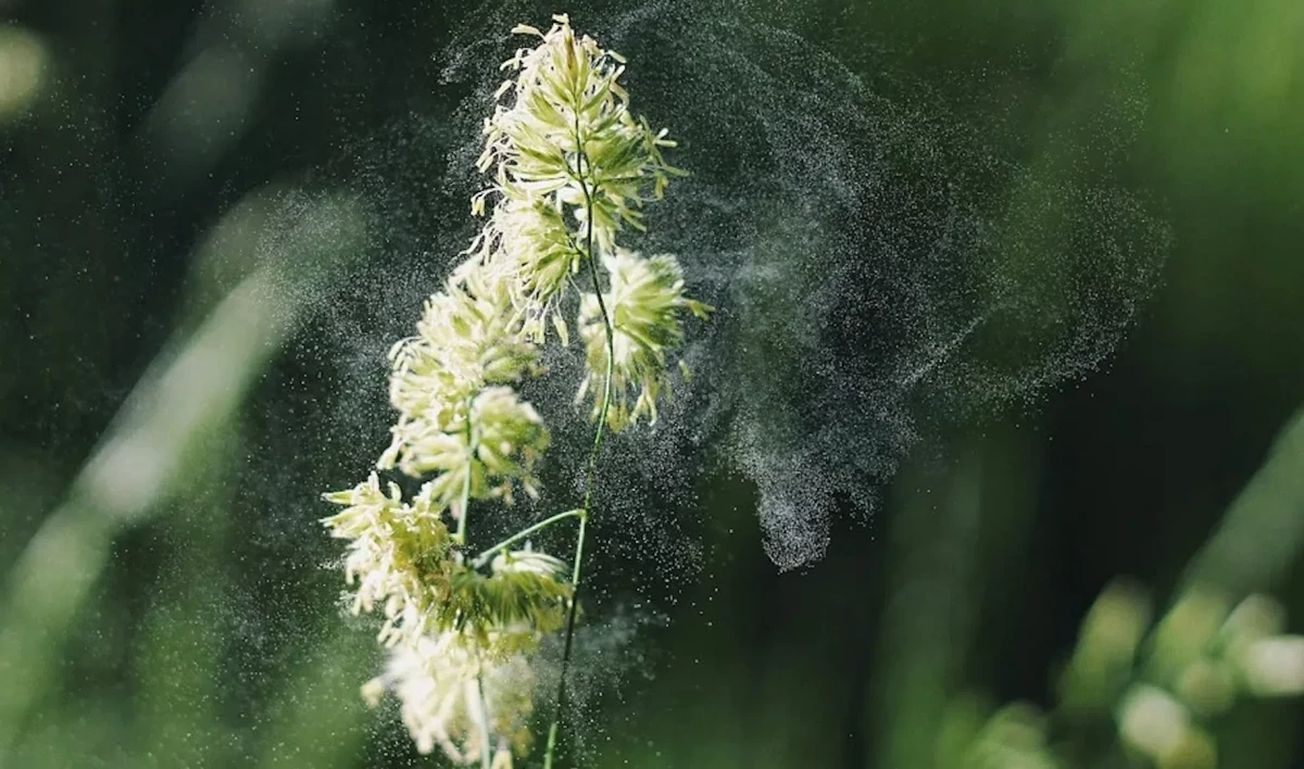 Зарубежные ученые считают, что пыльца растений может переносить COVID - tvspb.ru