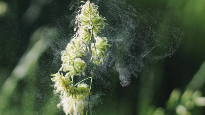 Зарубежные ученые считают, что пыльца растений может переносить COVID