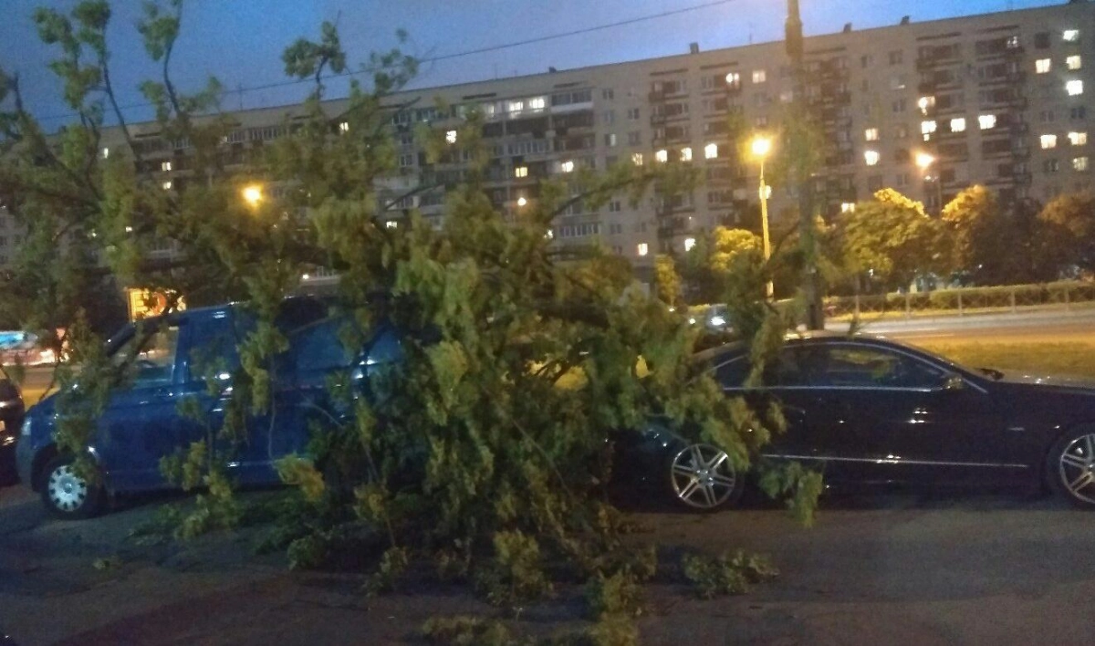 Ветер повалил деревья в разных районах Петербурга - tvspb.ru