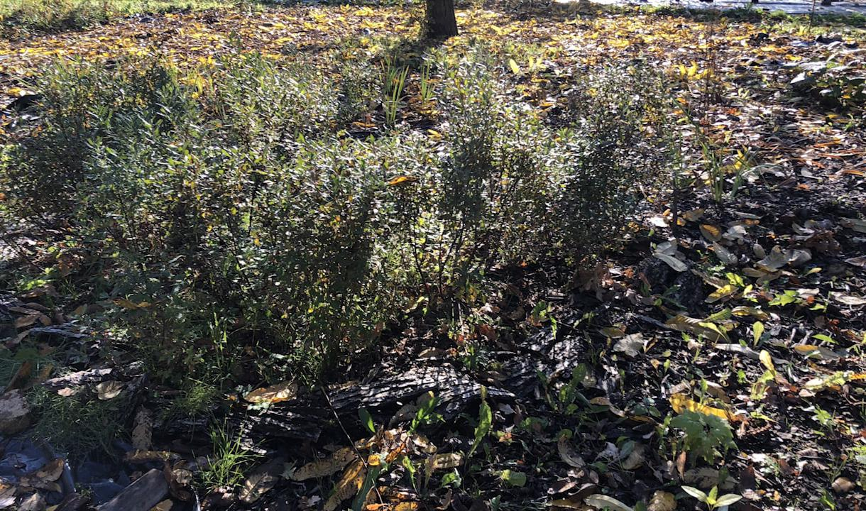 Растения из Красной книги пересадят с территории строительства развязки ...