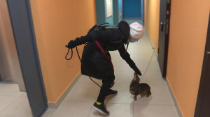 «Погуляем с вашей собакой»: в Петербурге помогают пёселям хозяев, оказавшихся на карантине