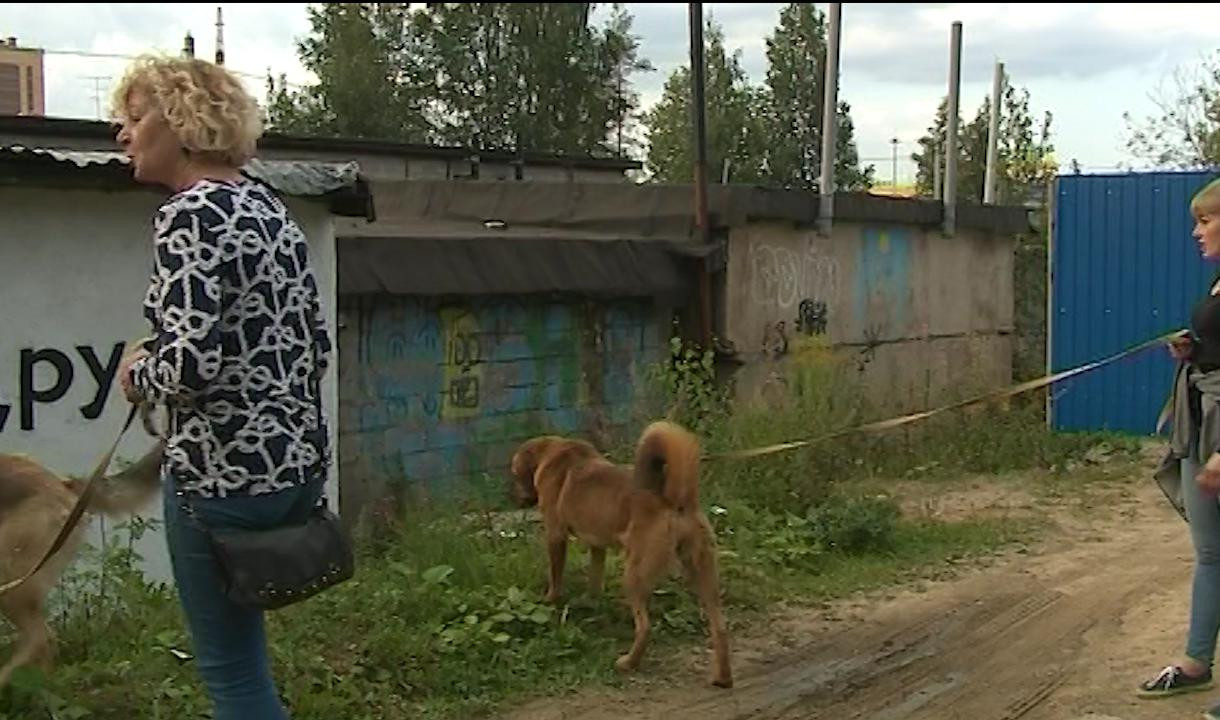 Во имя животных: сотрудники петербургского приюта пытались спасти собак и  сами стали жертвами живодера | Телеканал Санкт-Петербург