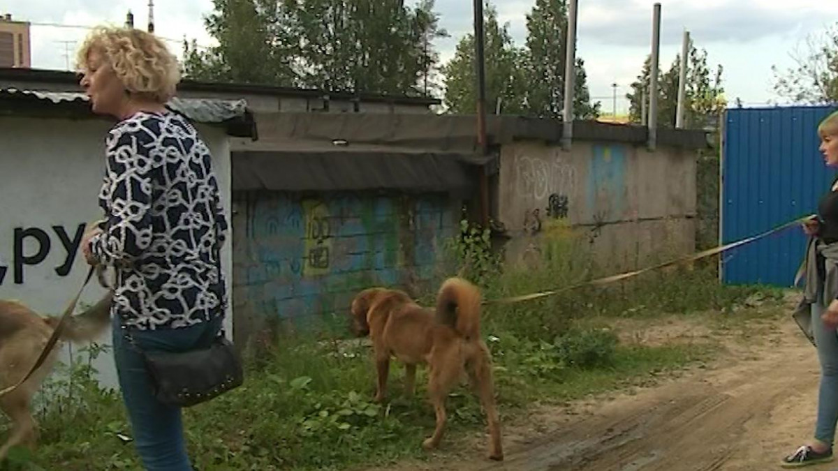 Во имя животных: сотрудники петербургского приюта пытались спасти собак и  сами стали жертвами живодера | Телеканал Санкт-Петербург