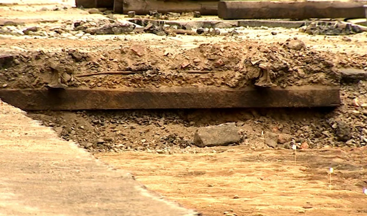 В Ростовской области нашли новый вид древнего ископаемого барана - tvspb.ru