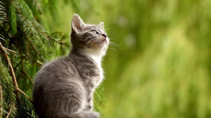 Субсидии для приютов для животных