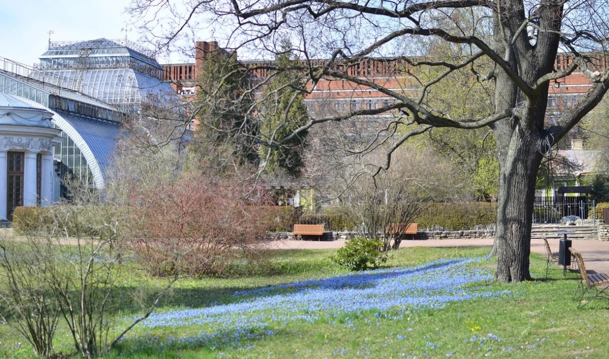 В Ботаническом саду появились синие «озера» из распустившихся цветов пролески - tvspb.ru
