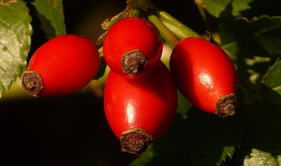 В Финляндии запретили продажу и ввоз шиповника - tvspb.ru