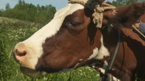 Уроки для начинающих фермеров. Сложно ли содержать корову?