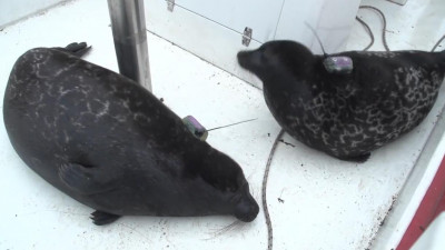 Биологи показали, как устанавливали GPS-датчики на Миньку и Мишку