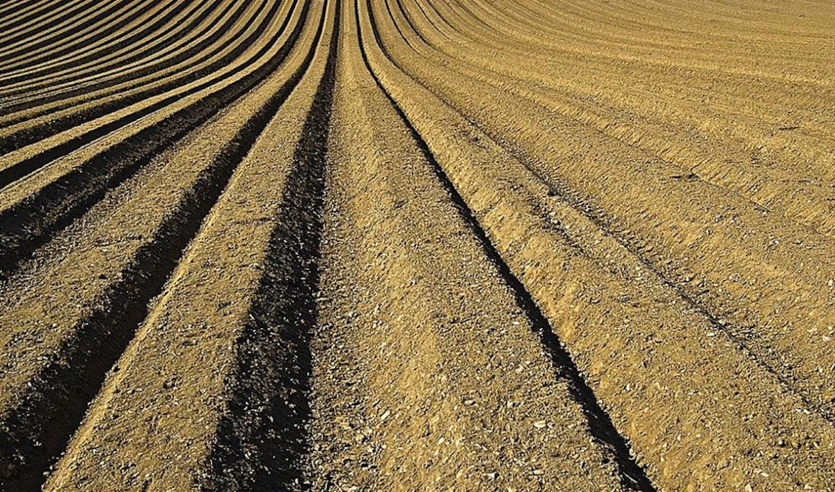 На юге Петербурга продается участок площадью почти 60 гектаров - tvspb.ru