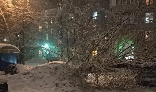 Снегопад в Москве повалил две тысячи деревьев - tvspb.ru