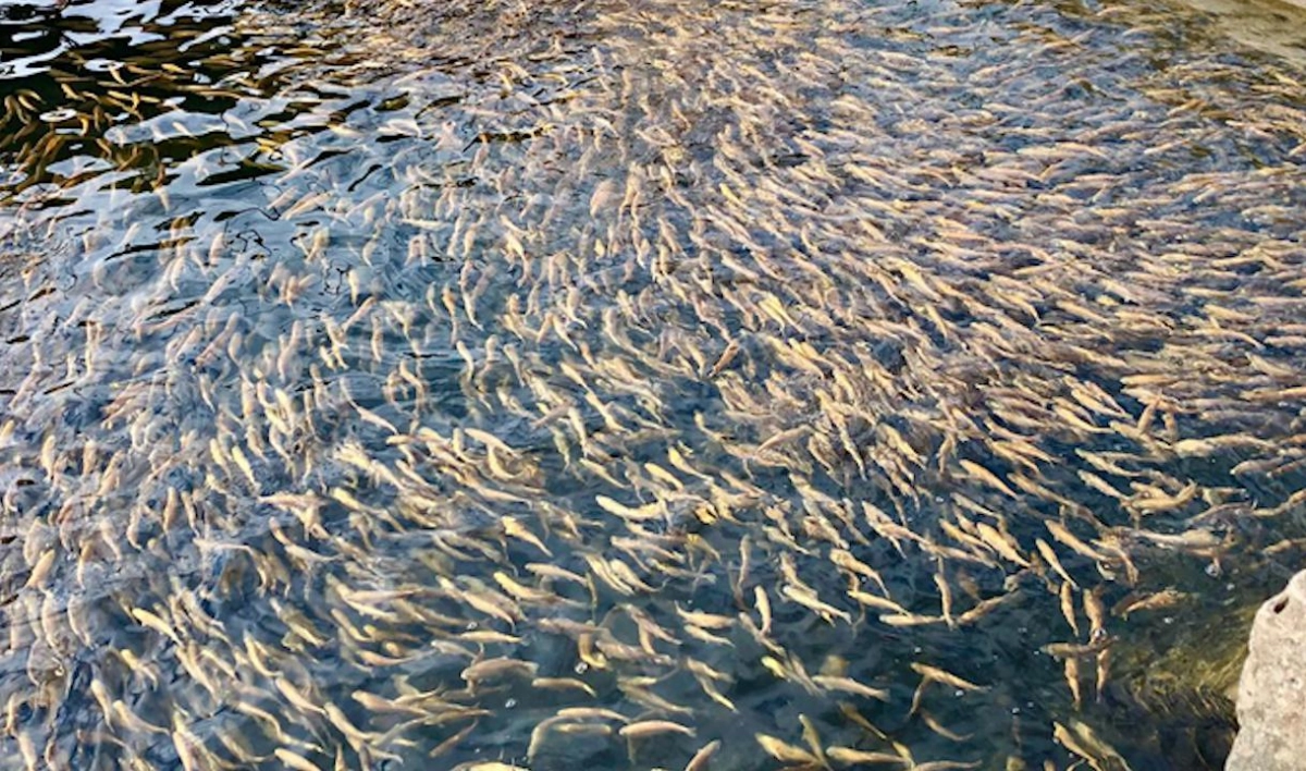 В Ладогу и Волхов выпустят более 7 тысяч рыбной молоди - tvspb.ru