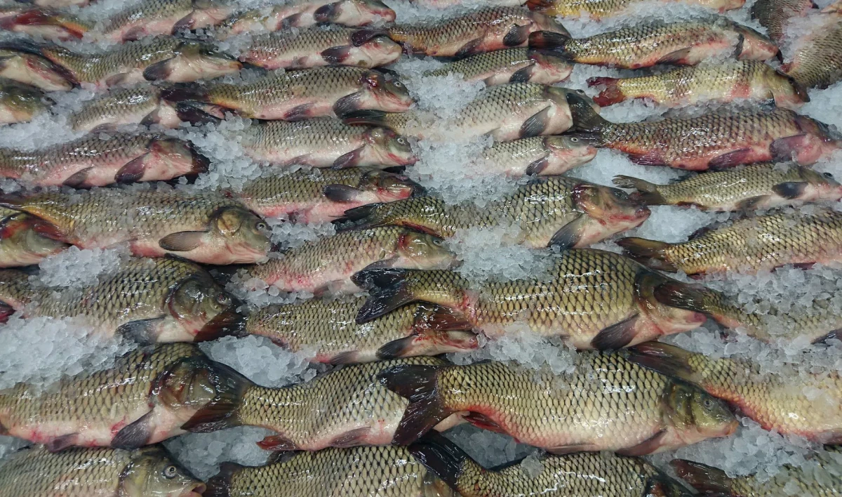 22 тонны некачественной рыбы нашел за первые три месяца Роспотребнадзор - tvspb.ru