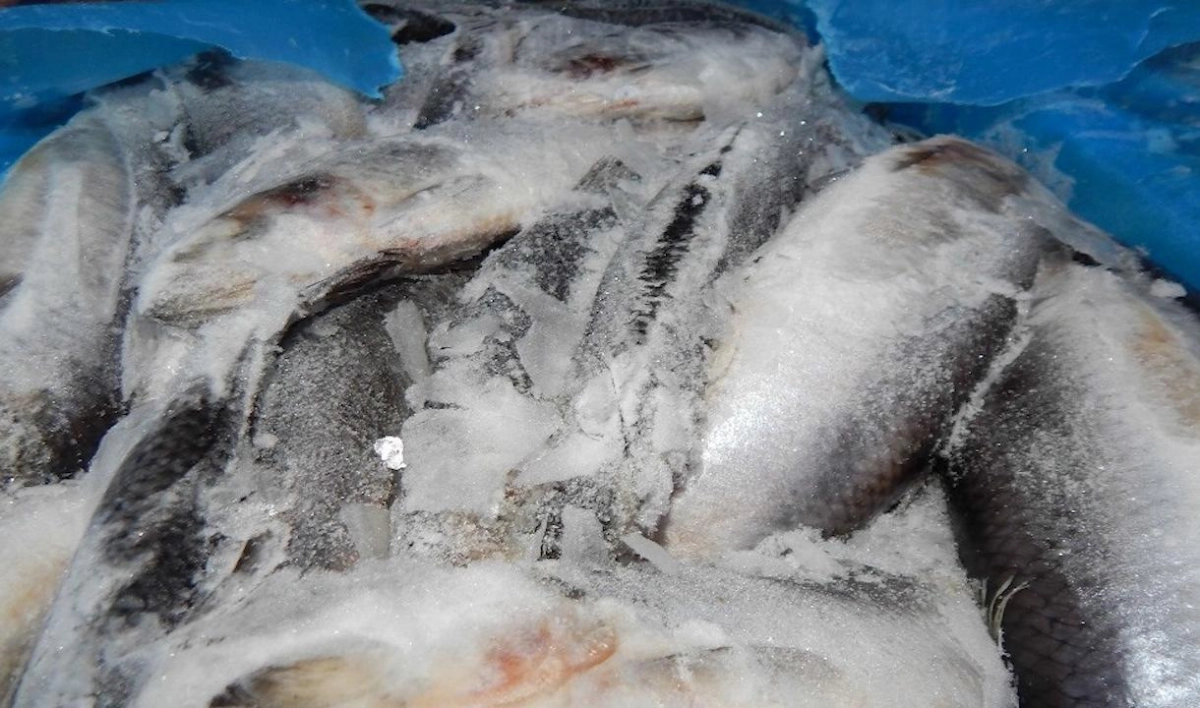 В порту Петербурга проверили 176 тонн мороженой рыбы - tvspb.ru