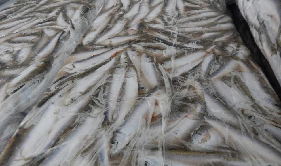 С 1 июля в Петербург прибыло более 11 тыс. тонн рыбы из Аргентины, Китая, Вьетнама и Турции - tvspb.ru