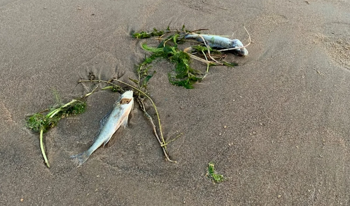 На берег Финского залива выбросило мертвую рыбу - tvspb.ru