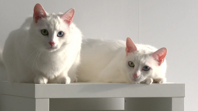 Петербургские кошки-близнецы Абис и Айрис попали в топ-10 котиков года