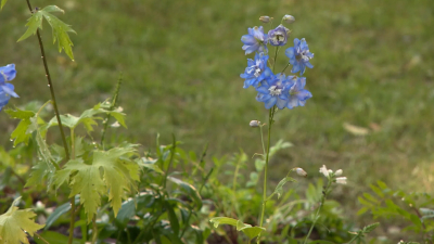 Парадный-зеленый Петербург: сады с лучшим ландшафтным оформлением получили награды