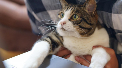 Число самозанятых в России достигло миллиона человек