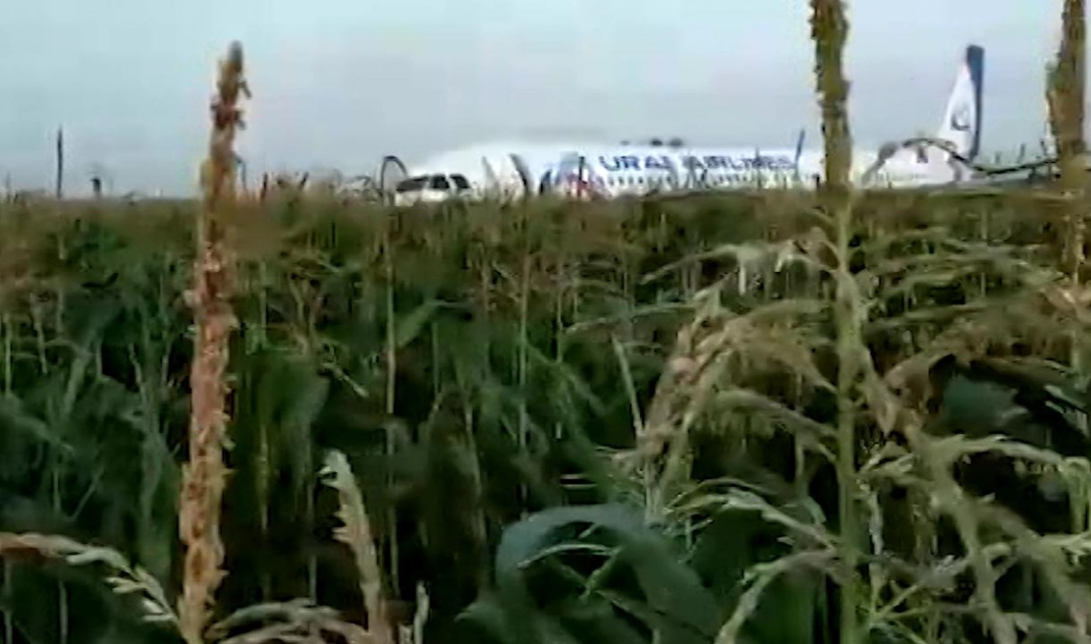 Второй пилот аварийно севшего в кукурузном поле А-321 госпитализирован - tvspb.ru