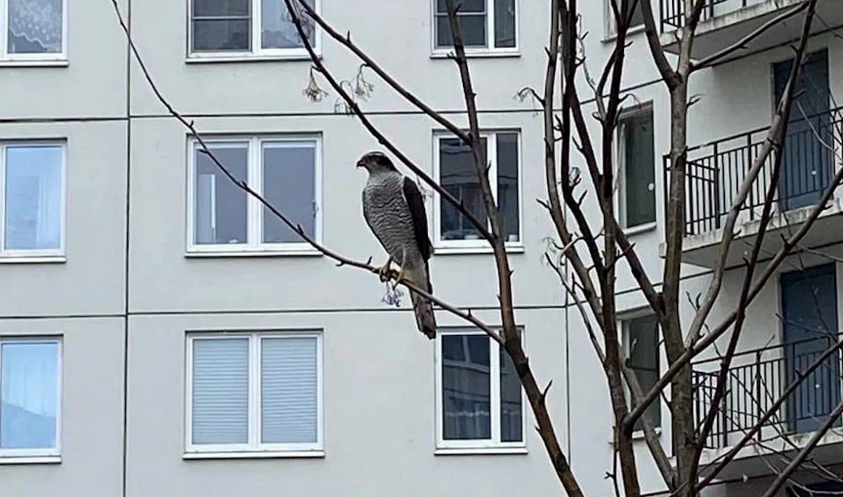Сапсан прилетел в один из дворов Петергофа - tvspb.ru