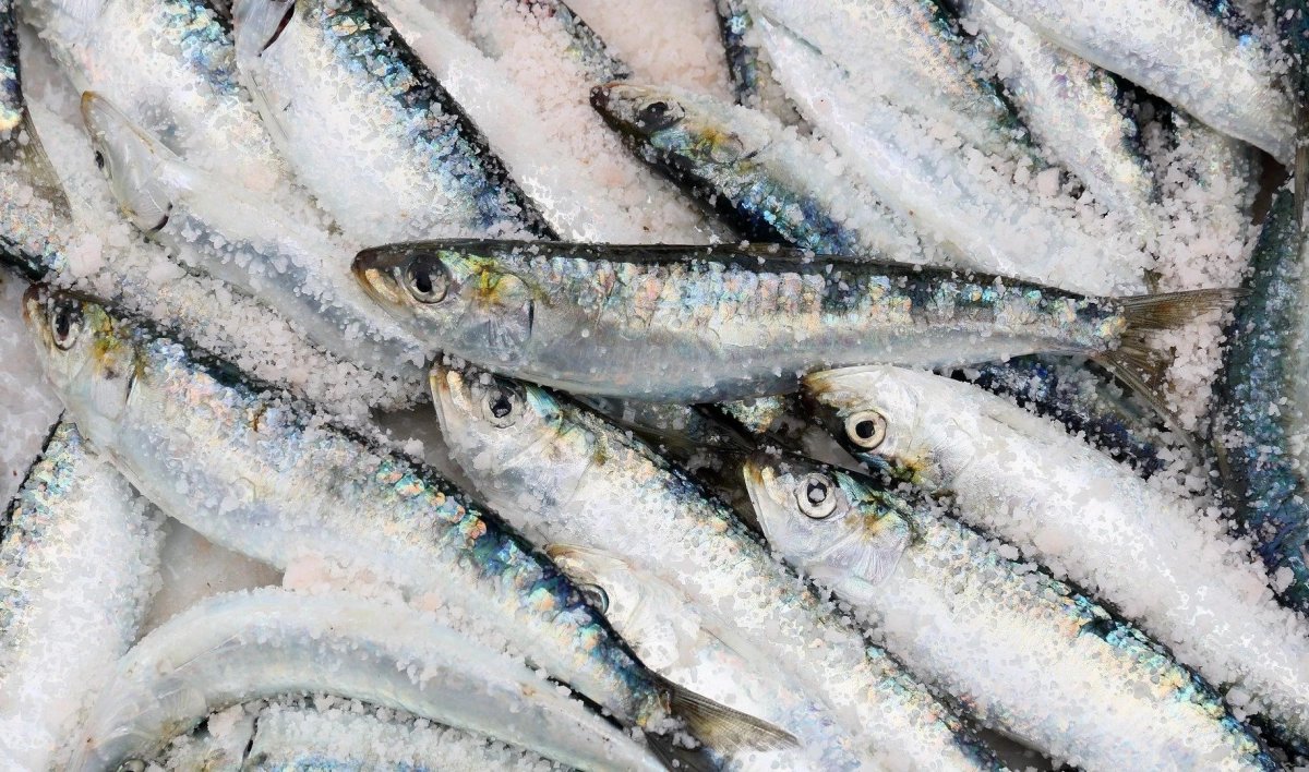 Эксперты предупредили о возможном подорожании самой дешевой рыбы в стране - tvspb.ru