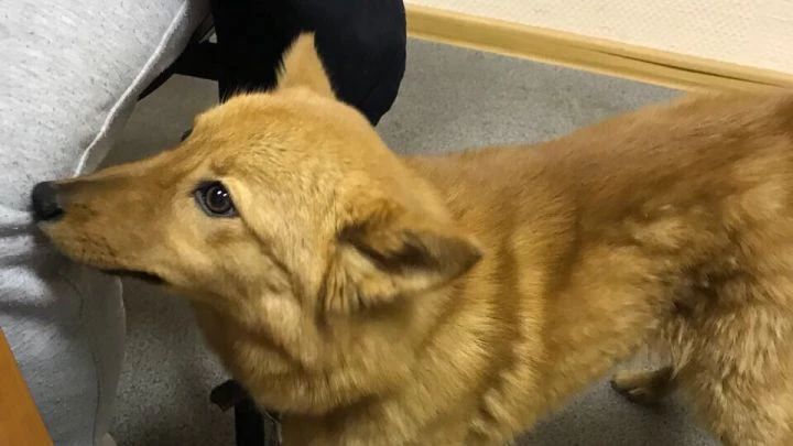 Породистого щенка, похищенного в Петербурге, вернули владельцу - tvspb.ru