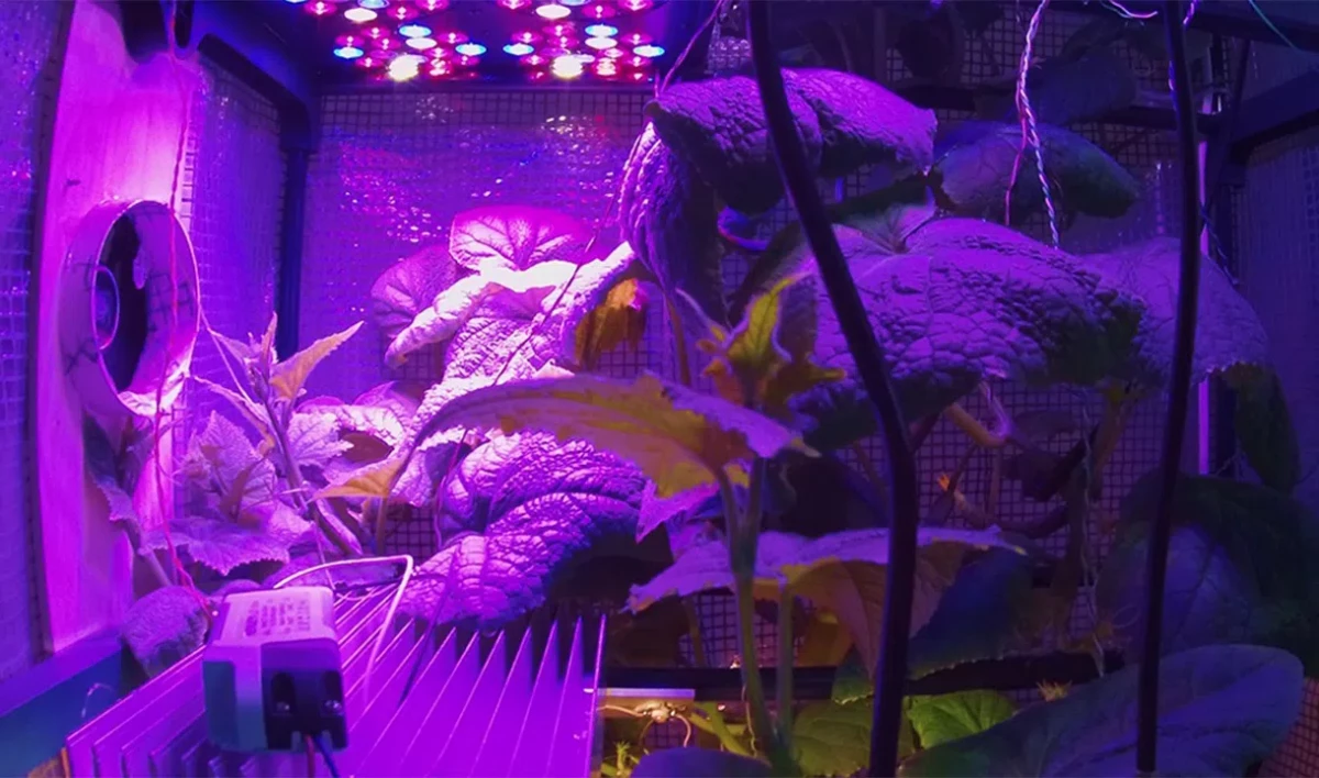 Петербургские ученые создали цифровую систему для выращивания зелени и клубники - tvspb.ru