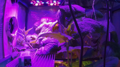 Петербургские ученые создали цифровую систему для выращивания зелени и клубники