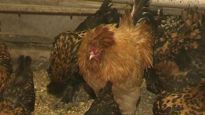 Куриный генофонд: петербургским селекционерам удалось воссоздать титулованную породу