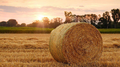 В Петербурге поддержат субсидиями научные исследования в области сельского хозяйства