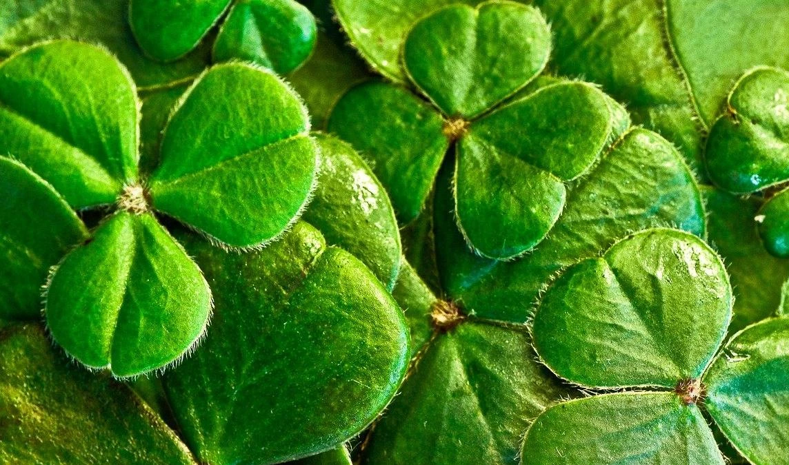 Герасим Грачевник и День святого Патрика. Что отмечают 17 марта - tvspb.ru