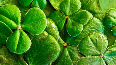 Герасим Грачевник и День святого Патрика. Что отмечают 17 марта