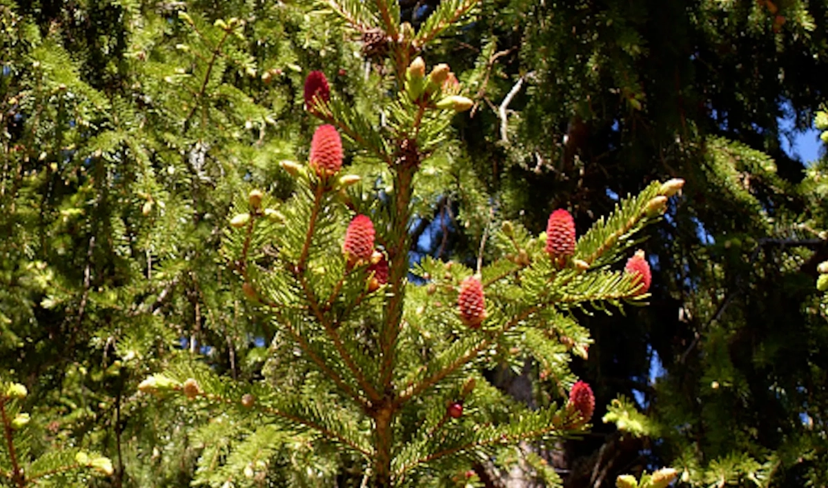 Петербуржцам рассказали, почему на елях появляются розовые шишки - tvspb.ru