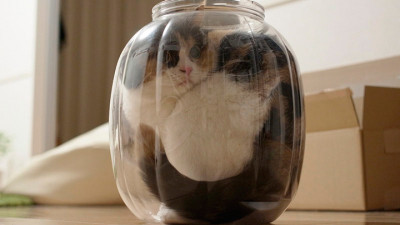 Шнобелевская премия-2017: нестандартные исследования о «жидких» котах и «азартных» крокодилах